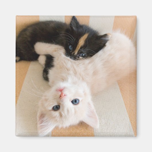 Aimant Chatons Blancs Et Noirs (Devant)