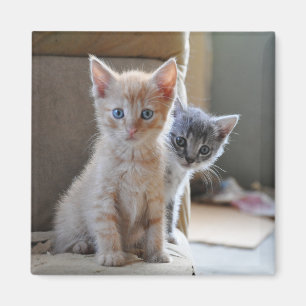 Aimant Chatons curieux