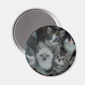 Aimant Chatons Dans Un Panier (Recto/Verso)