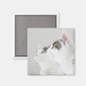 Aimant Chats (Recto/Verso)