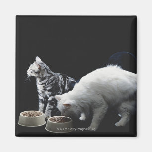 Aimant Chats avec bol de nourriture