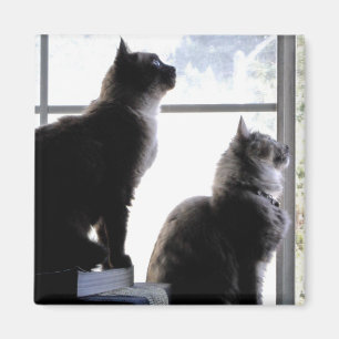 Aimant Chats curieux regardant par fenêtre Kitties Photo