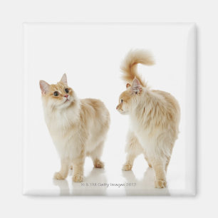 Aimant Chats de Munchkin