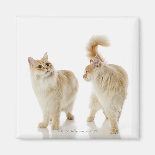 Aimant Chats Munchkin (Devant)