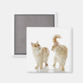 Aimant Chats Munchkin (Recto/Verso)