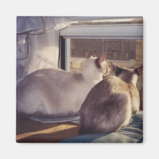 Aimant Chats siamois deux à la fenêtre (2) (Devant)