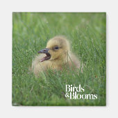 Aimant Chauffage à l'oie canadienne (Devant)