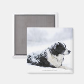 Aimant Cheepdog (mélange Akbash/collie) allongé pendant (Recto/Verso)