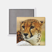 Aimant Cheetah (Recto/Verso)