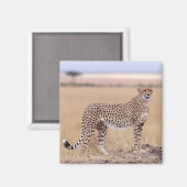 Aimant Cheetah (Recto/Verso)