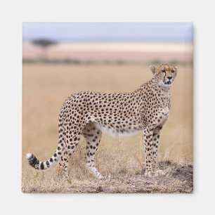 Aimant Cheetah