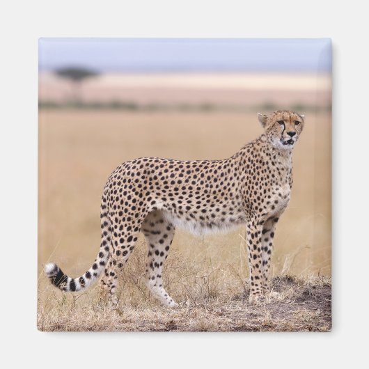 Aimant Cheetah (Devant)