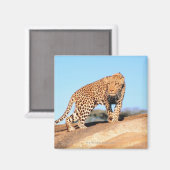 Aimant Cheetah (Recto/Verso)