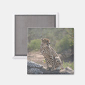 Aimant Cheetah assis sur un arbre tombé dans la nature (Recto/Verso)