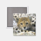 Aimant Cheetah Cub (Recto/Verso)
