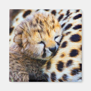 Aimant Cheetah Cub