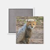Aimant Cheetah Cub Acinonyx Jubatus) (Recto/Verso)