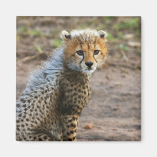 Aimant Cheetah Cub Acinonyx Jubatus)