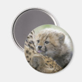 Aimant Cheetah Cub avec maman (Recto/Verso)