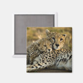 Aimant Cheetah Cub se démène avec sa mère (Recto/Verso)