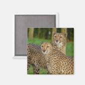 Aimant Cheetah Duo (Recto/Verso)