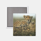 Aimant Cheetah et Cub (Recto/Verso)