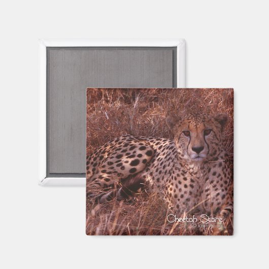 Aimant Cheetah Stare (Recto/Verso)