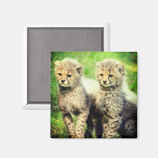 Aimant Cheetahs bébé (Recto/Verso)