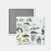 Aimant Cheiroptera, Insectivora (Recto/Verso)