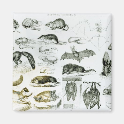 Aimant Cheiroptera, Insectivora (Devant)