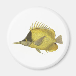 Aimant Chelmon Longirostris Tropical Jaune, Poisson Vinta