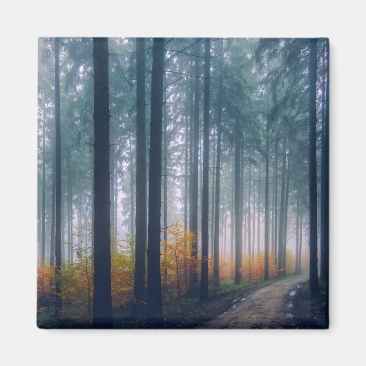 Aimant Chemin bordé d'arbres forestiers majestueux (Devant)