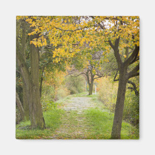 Aimant Chemin en automne