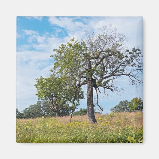 Aimant Chêne de Burr et prairie (Devant)