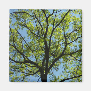 Aimant Chêne de printemps Nature vivante
