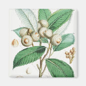 Aimant Chêne vert (Devant)