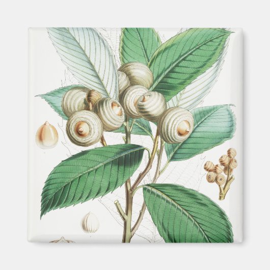 Aimant Chêne vert (Devant)