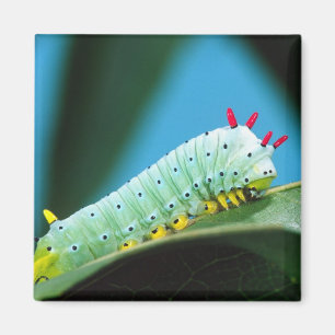 Aimant Chenille du papillon Prométhée, Callosamia