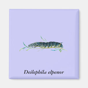 Aimant chenille elpenor deilephila