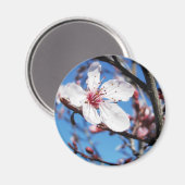 Aimant Cherry Blossom 2 (Recto/Verso)