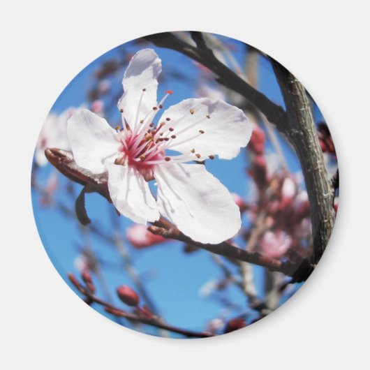 Aimant Cherry Blossom 2 (Devant)