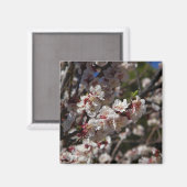 Aimant Cherry Blossoms (Recto/Verso)