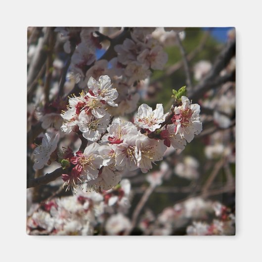 Aimant Cherry Blossoms (Devant)