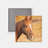 Aimant Cheval (Recto/Verso)