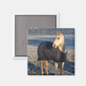 Aimant cheval (Recto/Verso)