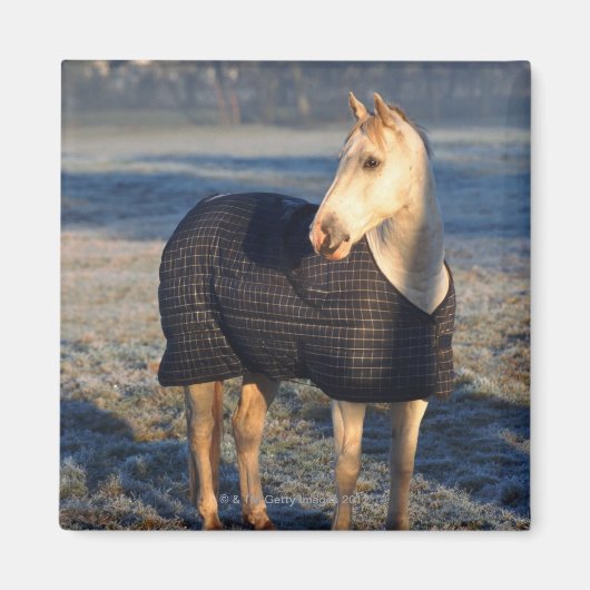 Aimant cheval (Devant)