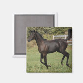 Aimant Cheval-2 (Recto/Verso)