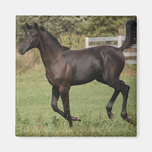Aimant Cheval-2 (Devant)