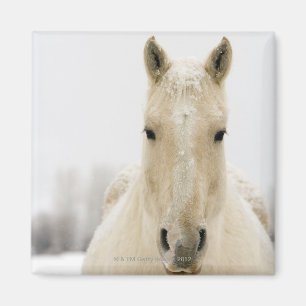 Aimant Cheval avec la neige sur la tête