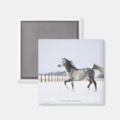Aimant cheval blanc en hiver (Recto/Verso)